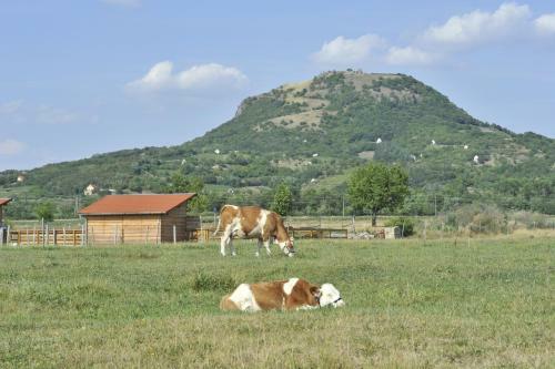 Bed & Breakfast Gyulavez�r Lovasbirodalma