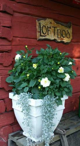 Albergue Stora Djul� Vandrarhem