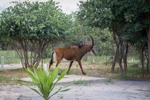 Mokorro Game Ranch And Lodge