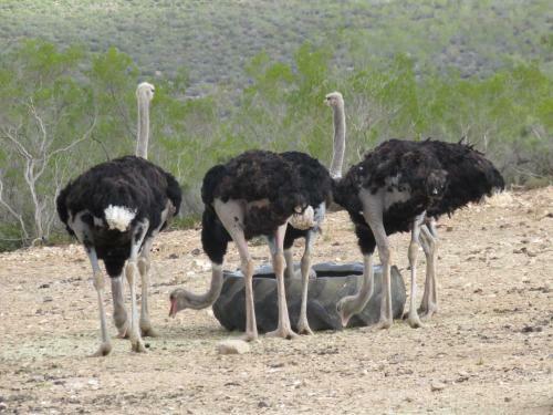 Agroturismo Swartberg Backpackers