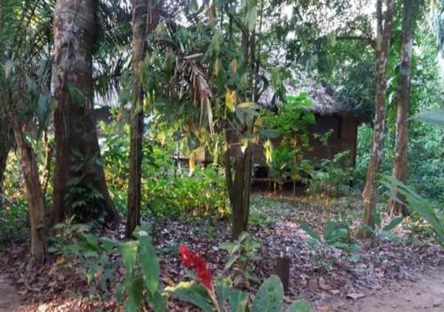 Ecolucerna Lodge Tambopata