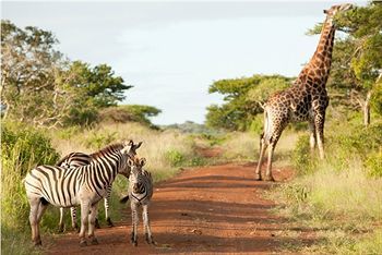 Hotel Ubizane Wildlife Reserve