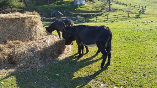 Agroturismo Agriturismo Podere Montese