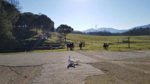 Agroturismo Agriturismo Podere Montese