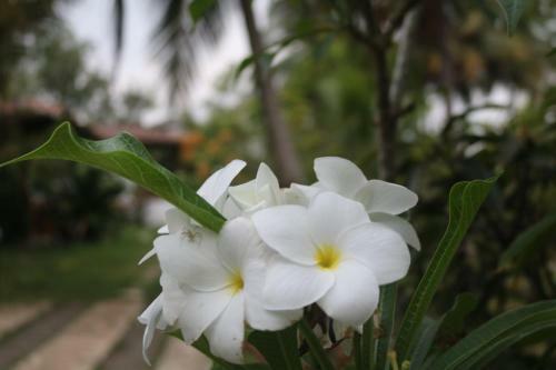 Lodge Coconut Island