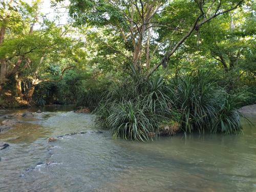 Jungle House