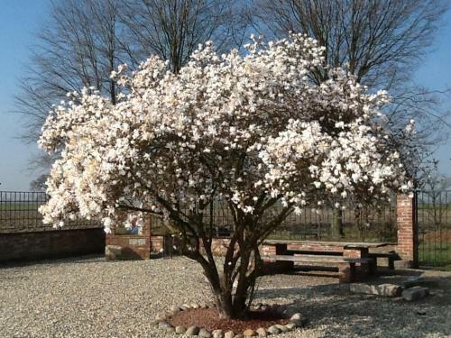 B&B Cascina Baraggione