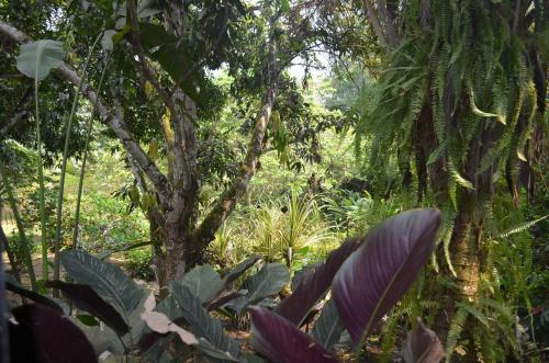 Hotel Amanwana Ecofinca