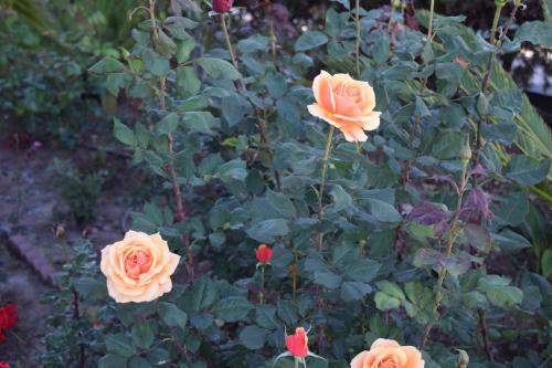 Motel Rose Garden Inn