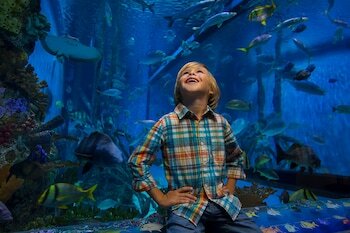 Hotel Guy Harvey Outpost - A Tradewinds Beach Resort