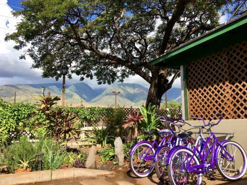Hakuna Matata Maui Hostel