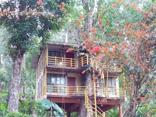 Bed & Breakfast Jungle Jive Tree House Munnar