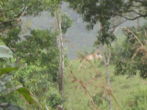 Bed & Breakfast Green Leaf Home Stay