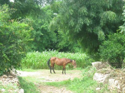 Agroturismo Krishna Ranch