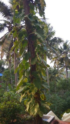 Hotel Basuri Beach Resort