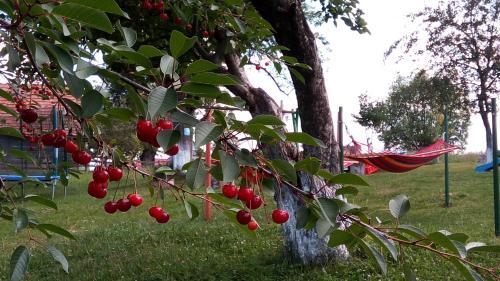 Agroturismo Casa Tabacaru