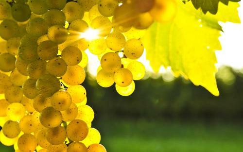 Apartment V�nny Dom