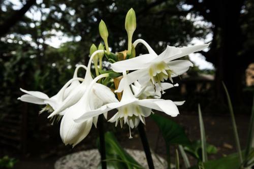 Hotel Rivertrees Country Inn