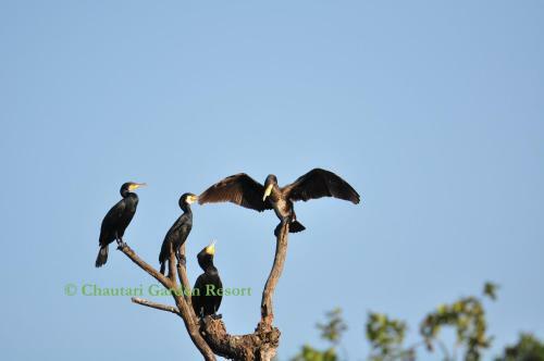 Hotel Chautari Garden Resort Pvt. Ltd