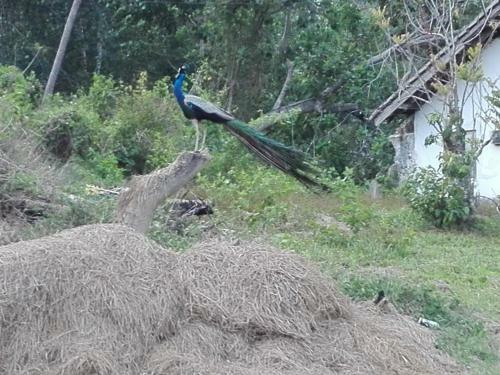 Hostal Rathna Villa Matara