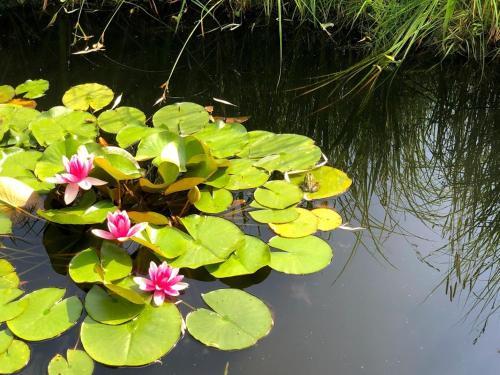 Ferienhaus Seeperle Wendisch Rietz Scharm�tzelsee