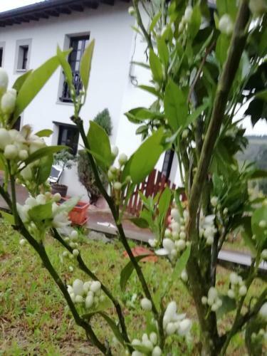 Agroturismo El Oteru I