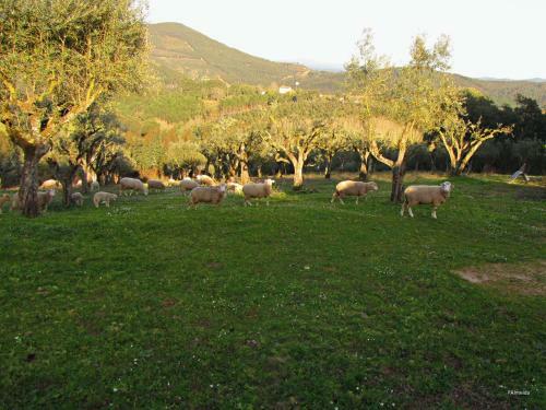 Agroturismo Quinta Do Cerquito