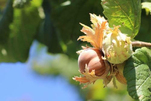 Agroturismo Le Fontane