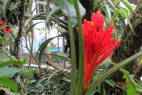 Bed & Breakfast Alto Boquete Hostal