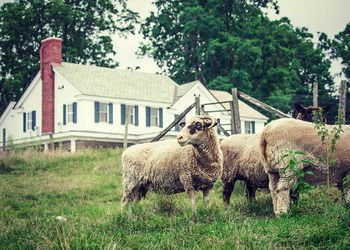 Bed & Breakfast Hill Farm Inn