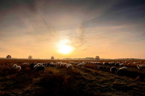 B & B Het Groene Hart