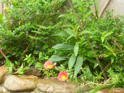 Mrs Soi's Homestay