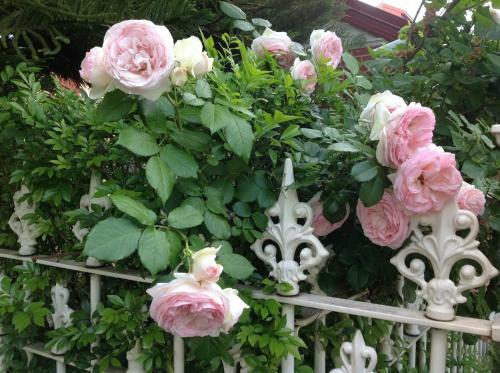 Rose Cottage - Historic Luxury