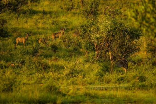 Hotel Humala River Lodge