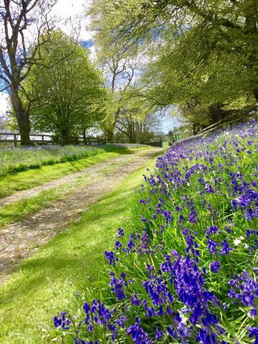 Bed & Breakfast Willowhill House