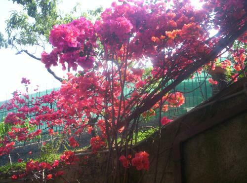 Bed & Breakfast Le Gardenie Da Fil