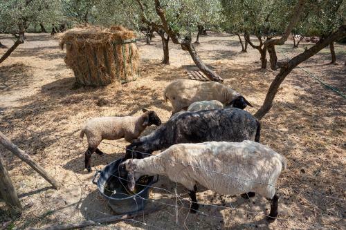 Agroturismo Il Torrione