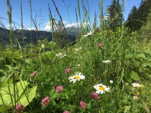 Apartamento Am Zw�lferkogel Appartements