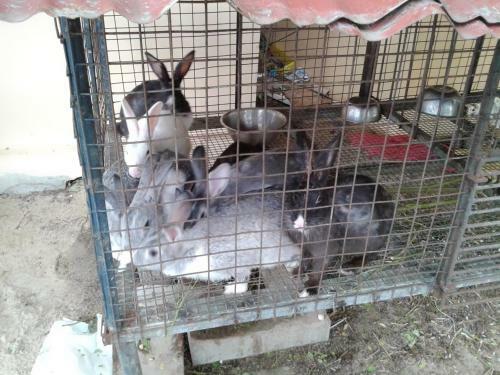 Hotel Regant Lake Village