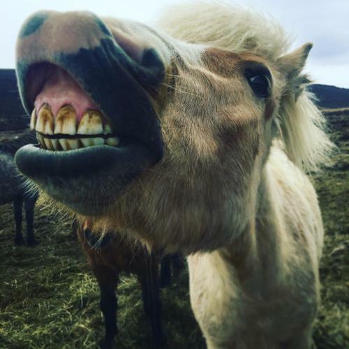 Hostal Vestmannsvatn Guesthouse