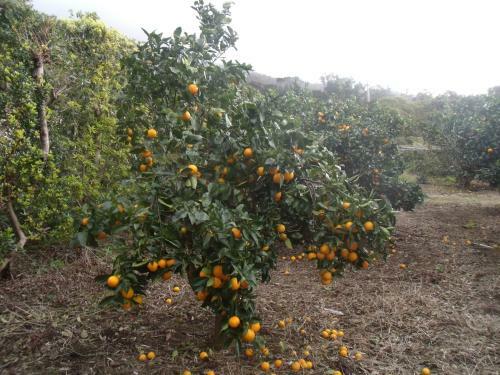 Apartamento Tropical Fruit Garden