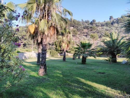 The Palm Apart Sarigerme
