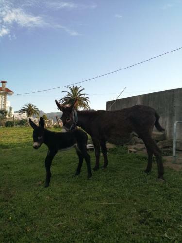 Agroturismo Pagoederraga