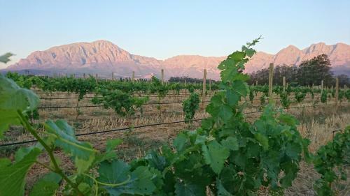 Seven Oaks Vineyard Cottages