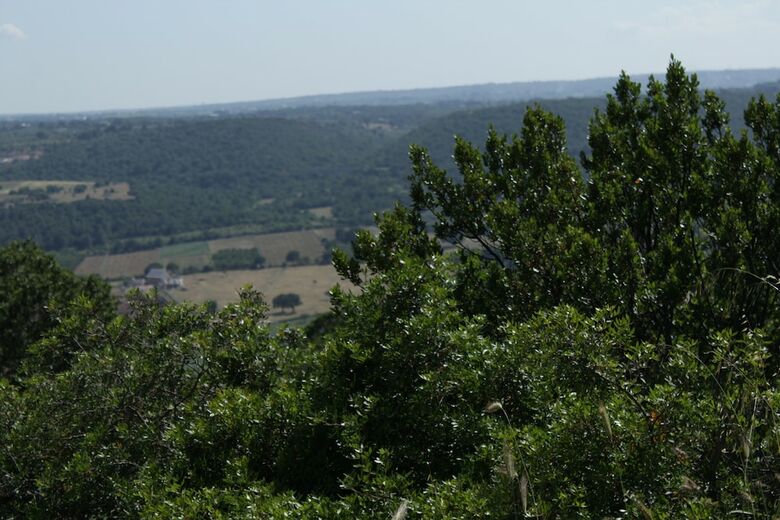 Bed & Breakfast La Suite Nel Bosco