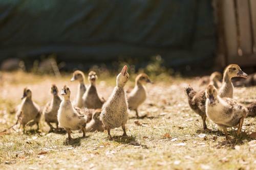 Agroturismo Herdade Da Sanguinheira