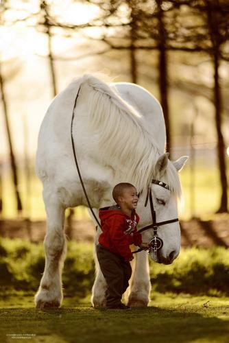 Agroturismo Outeniqua Moon Percheron Stud Farm