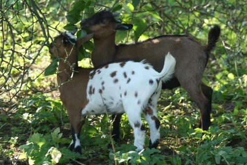 Apartamento Chalupa Boskovice