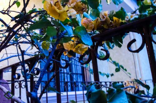 Albergue Maison Bougainvillea