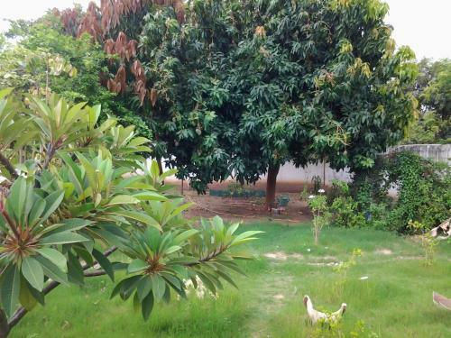 Lodge The Plantation Gambia
